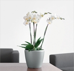 Комнатные растения фото - Лечуза классика 21, орхидея Фаленопсис