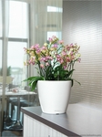 Комнатные растения фото - Лечуза классика 28, орхидеи в кашпо